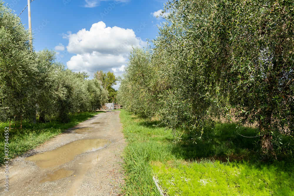 paesaggio di campagna con strada con pozzanghere alberi di ulivi sui lati cielo blu e nuvole bianche