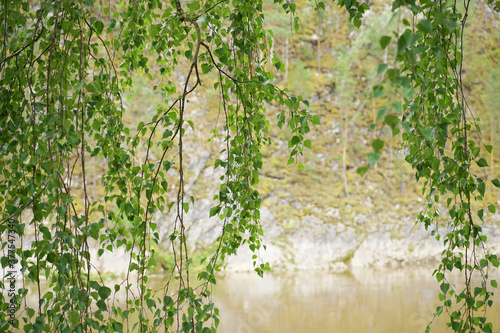 Branches of a birch tree growing near the river.