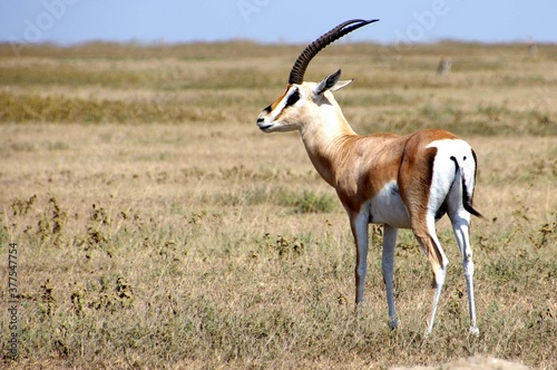 Grant's gazelle in the Serengeti park in Tanzania