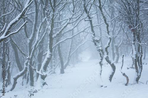 A misty tunnel of trees covered in snow during winter