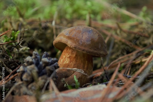 A small bolete with a large hat and a thick leg in the Polish forest.