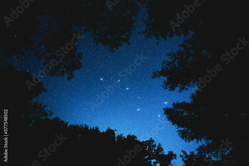 Constellation big dipper in the night forest