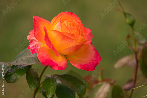 red rose in garden