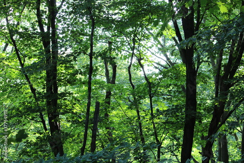 Green Forest with sunlight in background