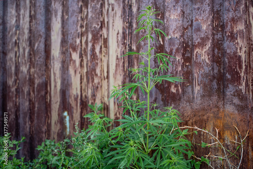 A stalk of cannabis plant on the grunge background in summer.