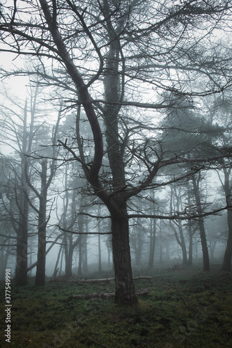 silhouet of the tree in the mystical forest, morning fog