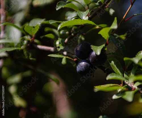 Close up blueberries on a branch