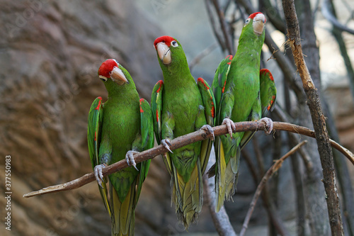 Finsch's parakeet (Psittacara finschi), three rare green birds with red heads standing on branch photo