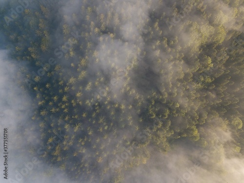 Misty trees from above. Aerial view of Morning fog and sunrise in autumn. Beautiful romantic atmosphere in landscape. Summer time in national park. Universal panoramic landscape view of spruce forest.