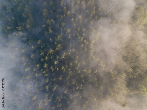 Misty trees from above. Aerial view of Morning fog and sunrise in autumn. Beautiful romantic atmosphere in landscape. Summer time in national park. Universal panoramic landscape view of spruce forest.