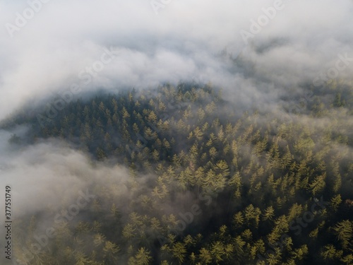 Misty trees from above. Aerial view of Morning fog and sunrise in autumn. Beautiful romantic atmosphere in landscape. Summer time in national park. Universal panoramic landscape view of spruce forest.
