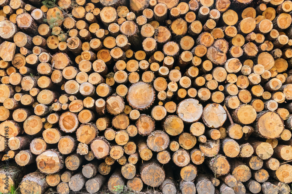 Large stack of logs from cut pine trees Large stack of logs from cut pine trees