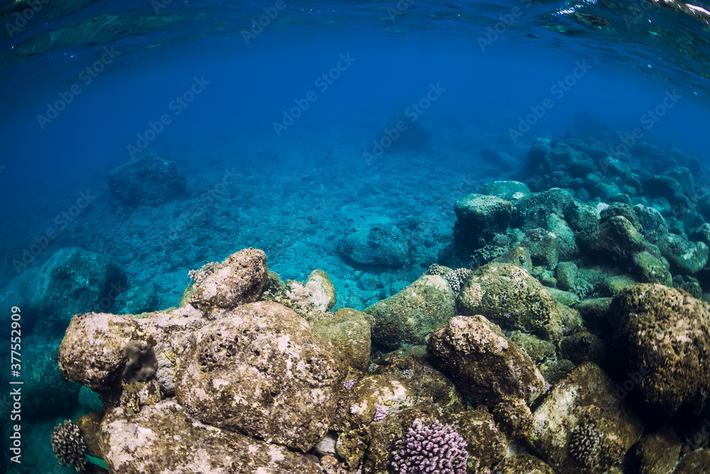 Tranquil underwater scene. Tropical blue ocean