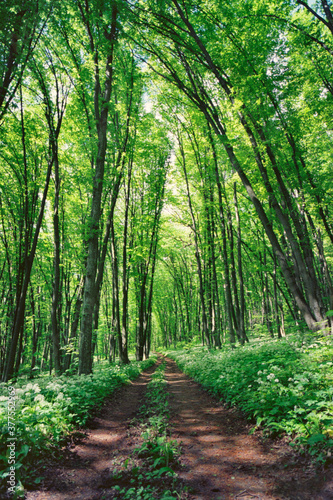 Panoramic view of the beech forest in the spring in the mountains.