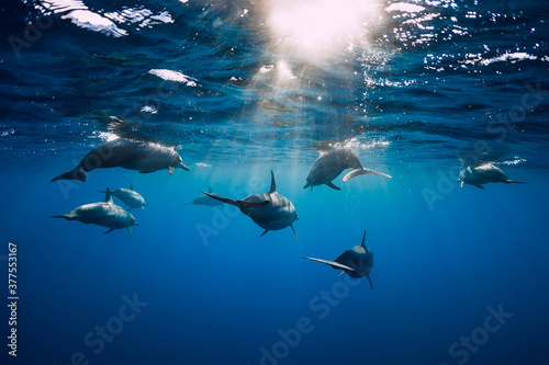 Dolphins underwater in blue tropical ocean. © artifirsov