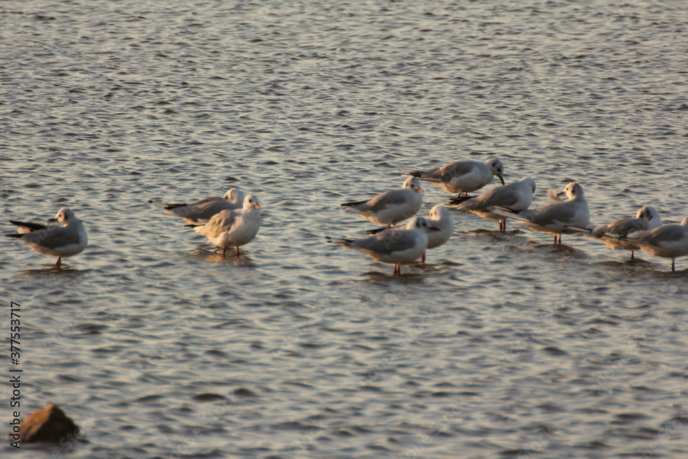 Fototapeta premium Colorfull flamingos in the sunset, Puglia Italy