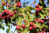 Hawthorn fruit