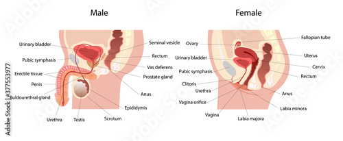 Male and female reproductive system median section with main parts labeled.
