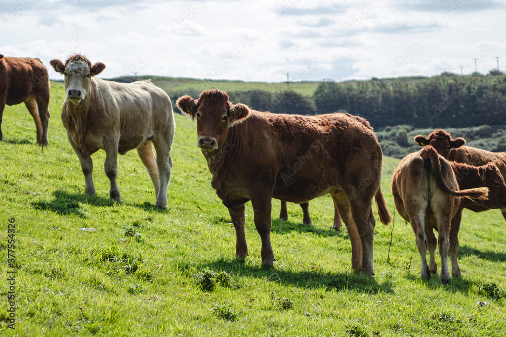 Fototapeta premium cows in the field
