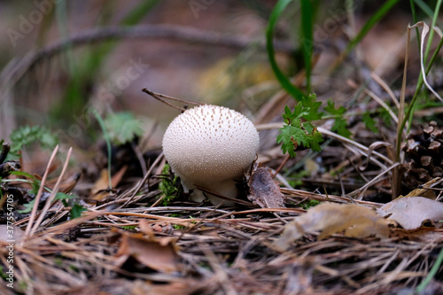 White round mushroom grows in the forest. Dark photo, blurred background