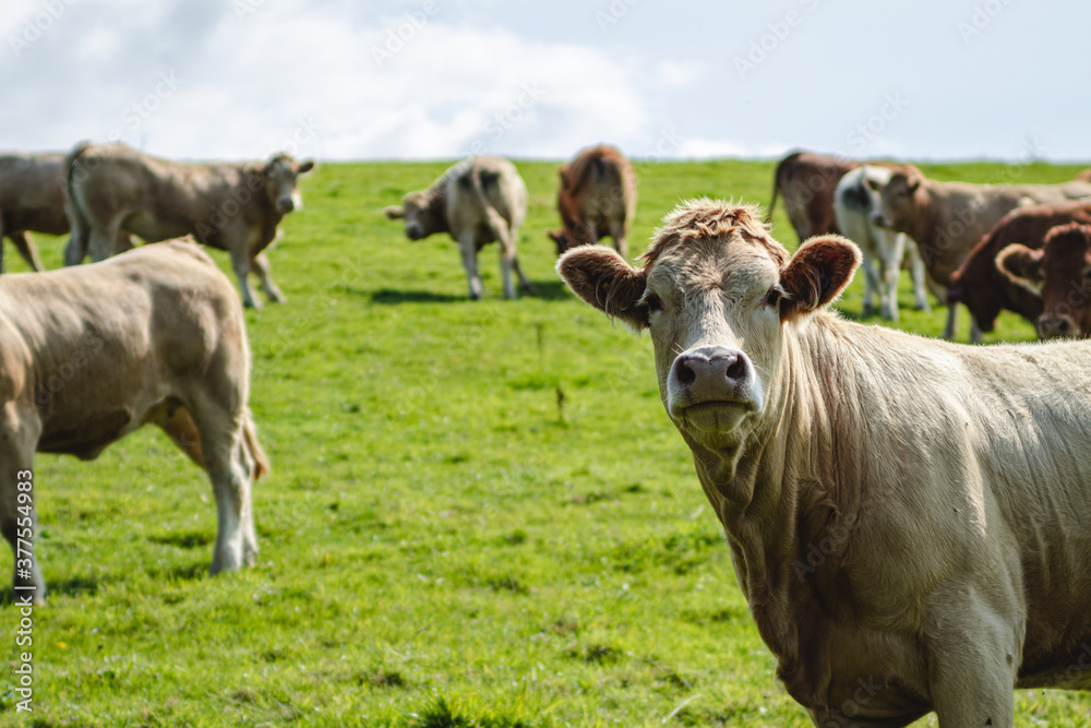 Cow Cow