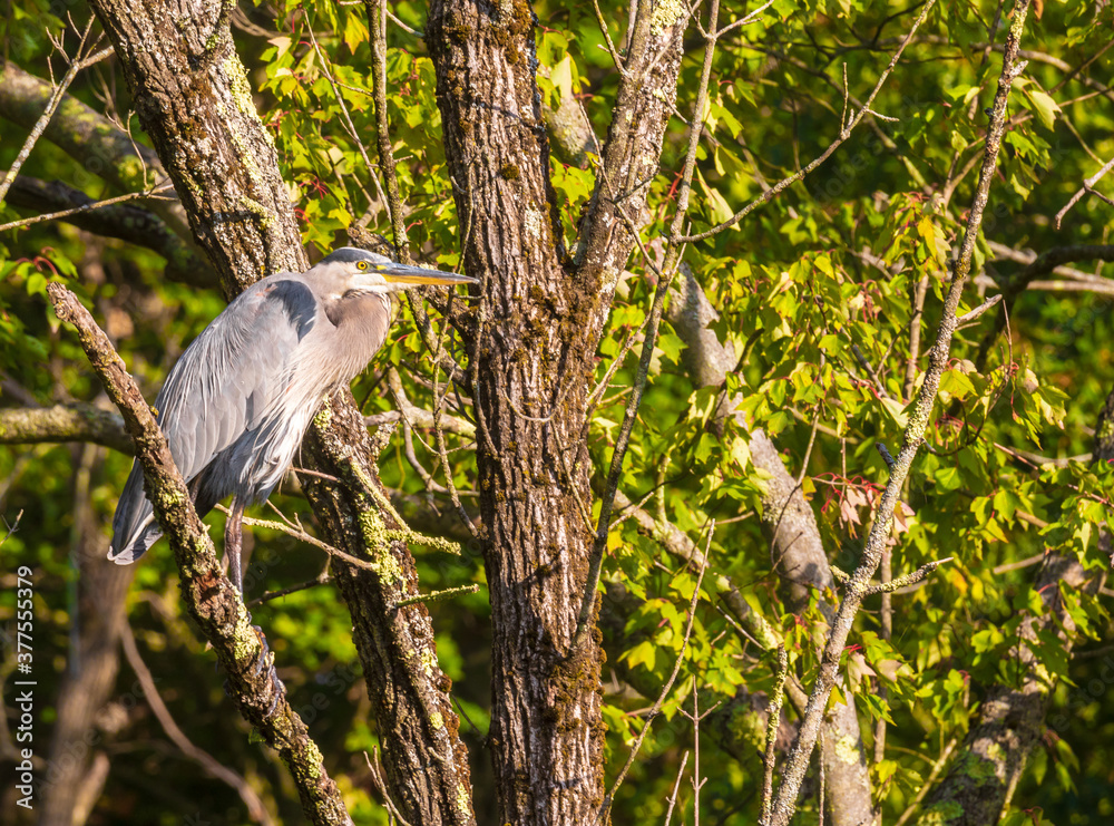Obraz premium Great blue heron looking right while perched on a branch