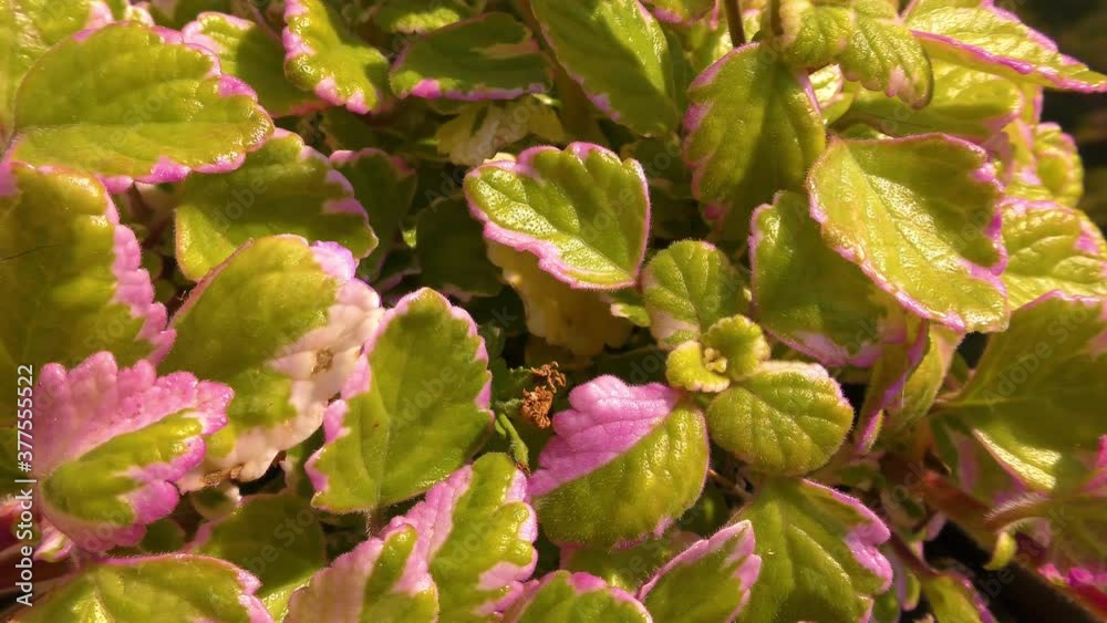 Balcony Plant – Latin Name - Plectranthus Coleoides Balcony Plant – Latin Name - Plectranthus Coleoides