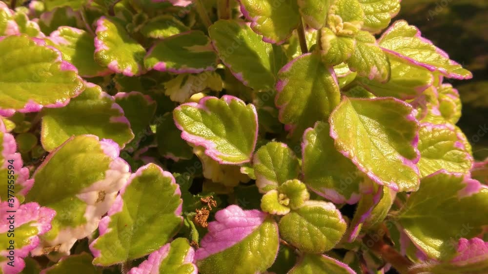Balcony Plant – Latin Name - Plectranthus Coleoides Balcony Plant – Latin Name - Plectranthus Coleoides