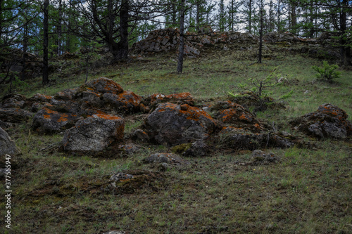 orange red rough moss on gray textured stones in green grass, in Baikal forest