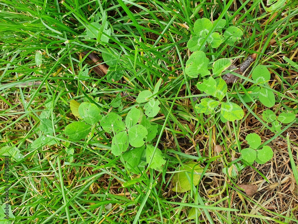 Cloverleaf Cloverleaf