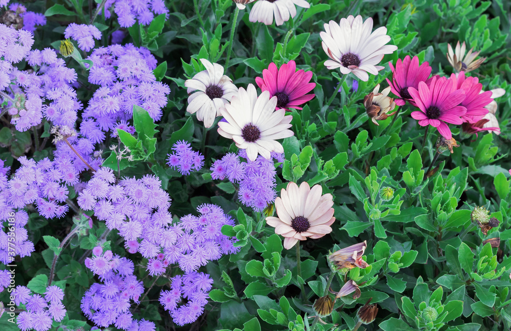 Beige and purple flowers of osteospermum or African daisies. Beige and purple flowers of osteospermum or African daisies.