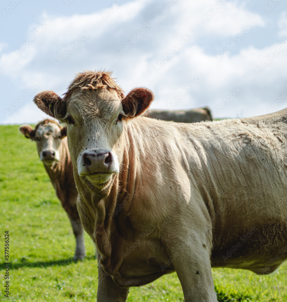 cow on a farm