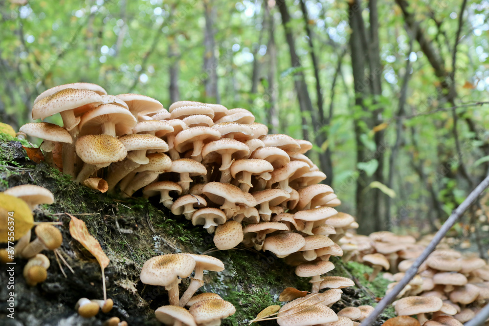 Honey Fungus (Armillaria mellea) grows on old felled birch trees. A group of edible stump mushroom. Macro
