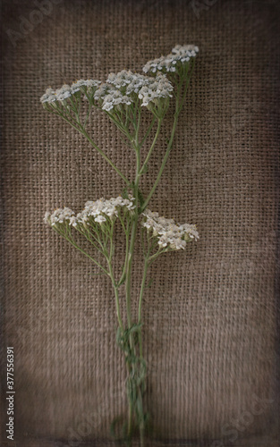 Wildflowers of yarrow on the background of old burlap