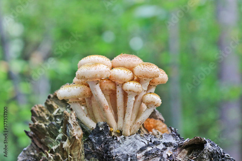 Honey Fungus (Armillaria mellea) grow on an old birch stump. A group of edible stump mushroom. Macro. Autumn background.