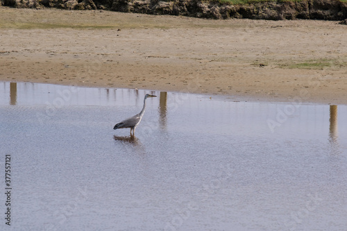 Juvenile Grey Heron at Maghera Strand, Donegal, Ireland photo