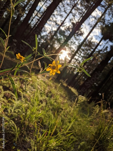 Flower in the Sunlight