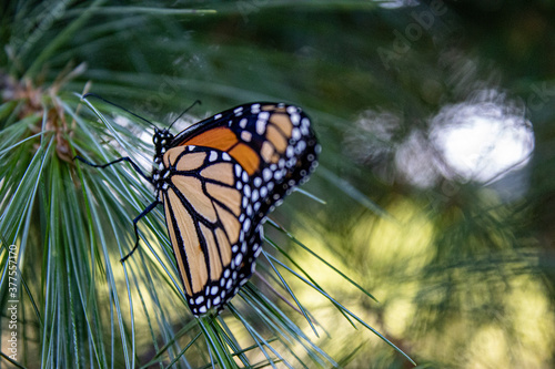 Butterfly on a Pine Tree
