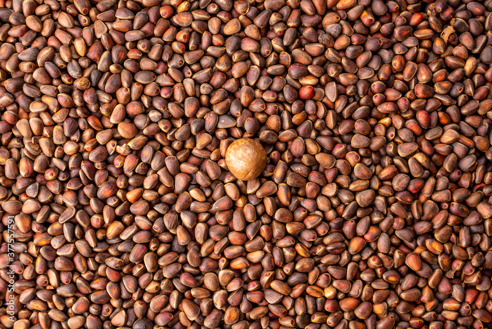 One macadamia nut among many cedar nuts in the shell. Concept of uniqueness and individuality. Don't be afraid to be different and succeed One macadamia nut among many cedar nuts in the shell. Concept of uniqueness and individuality. Don't be afraid to be different and succeed