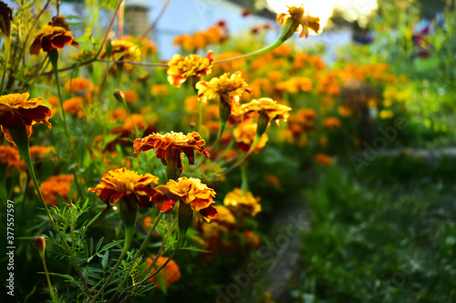 flowerbed with marigolds at sunset