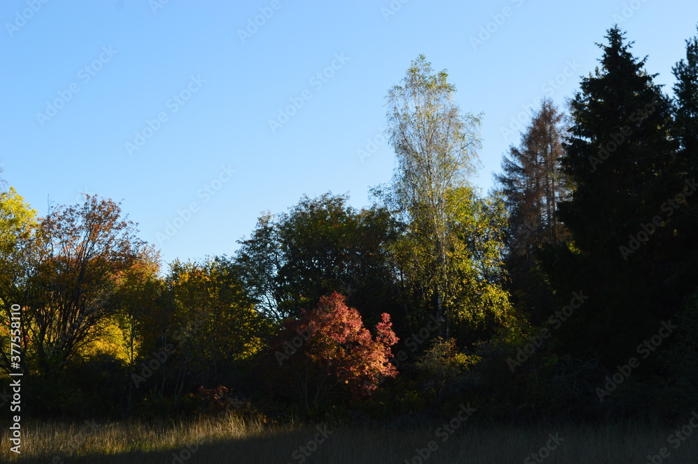 Fototapeta premium Autumn colors in the beautiful Stockholm Archipelago, Sweden