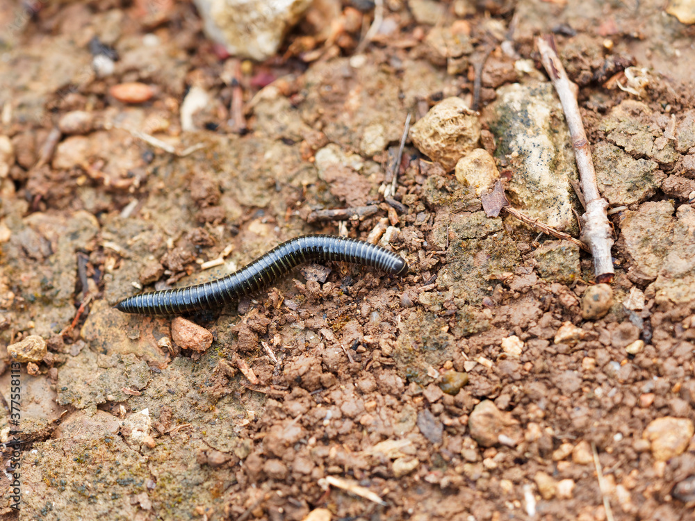 Tachypodoiulus niger | Iule, un mille pattes au corps cylindrique brun noir et brillant composé de nombreux anneaux et une tête portant deux petites antennes