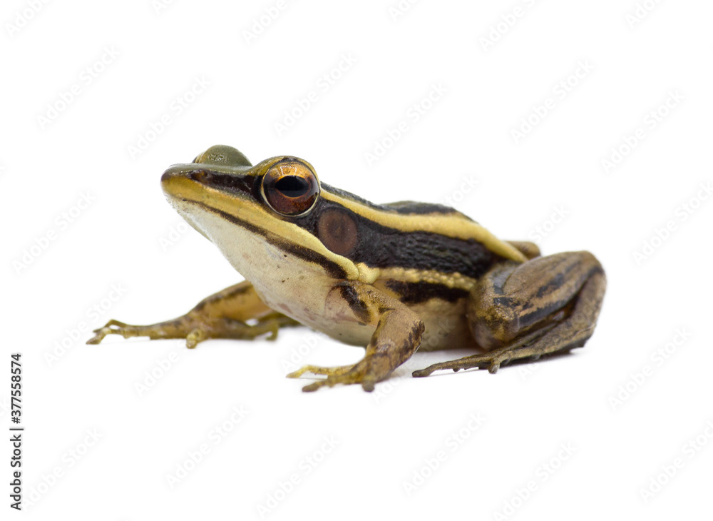 Obraz premium Close up a frog on isolated white background