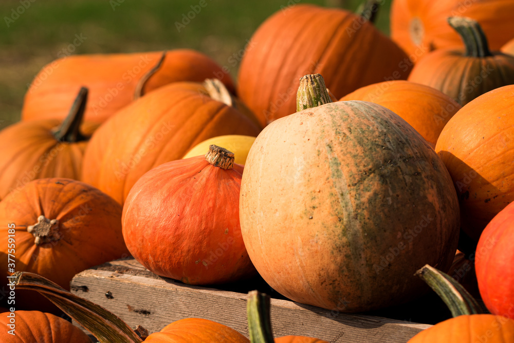 Obraz premium Kürbis, Heloween, Kürbissuppe, alle Kürbisarten