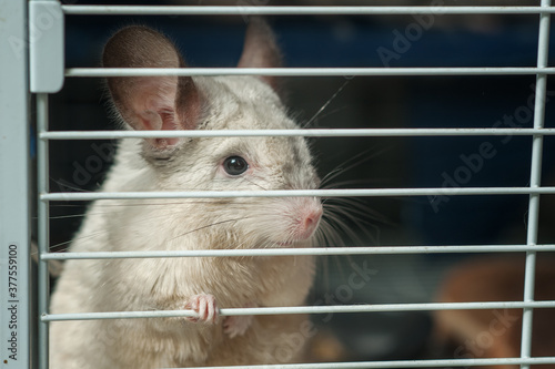portrait of a white chinchilla in a cage