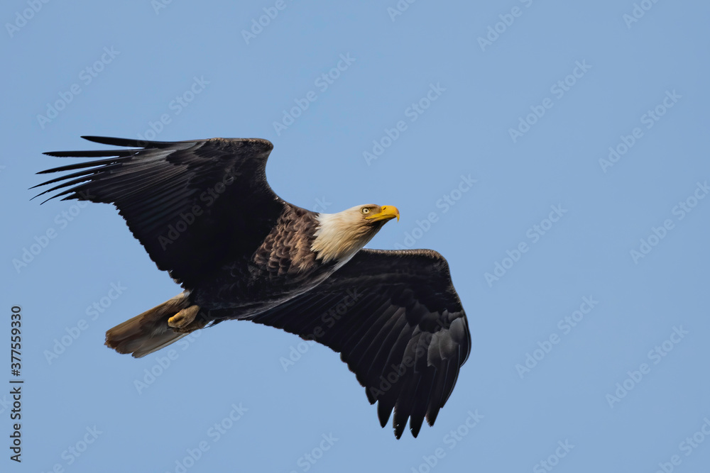 Obraz premium Bald Eagle Soaring with Blue Sky