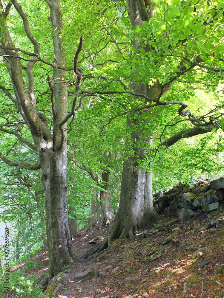 tall forest beech trees with vibrant green summer leaves on a hillside in crow nest woods in west yorkshire tall forest beech trees with vibrant green summer leaves on a hillside in crow nest woods in west yorkshire