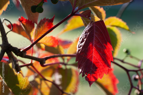 Red leaf on a background of leaves of different colors