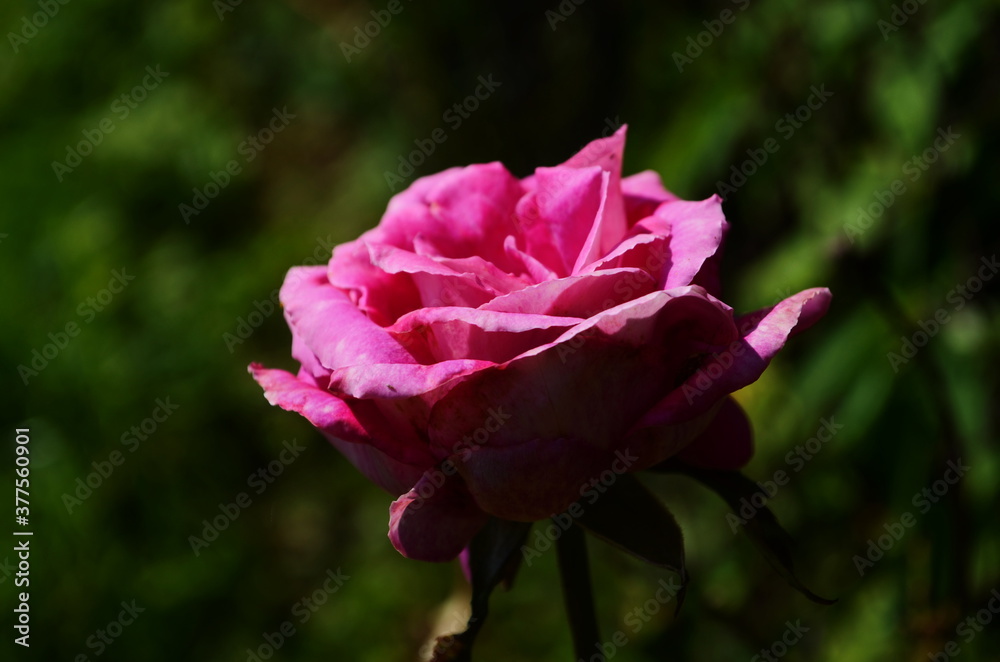 Pink delicate rose with green leaves in the garden. Pink delicate rose with green leaves in the garden.