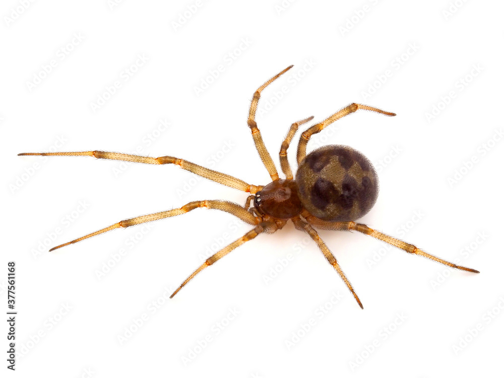Triangulate cobweb spider isolated on white background, Steatoda triangulosa Triangulate cobweb spider isolated on white background, Steatoda triangulosa